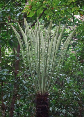 a cycad (Cycas media subsp. banksii)