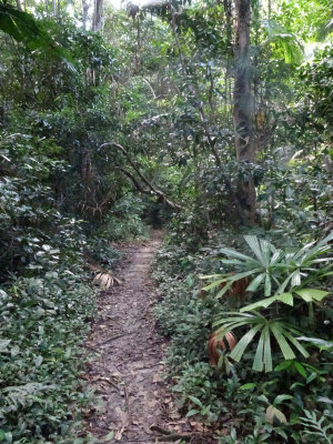 rainforest trail