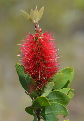 Swamp Bottlebrush (Melaleuca polandii)