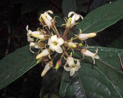 Hairy Red Pittosporum (Pittosporum rubiginosum)