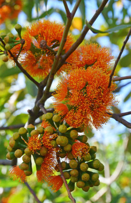 Gnaingar (Eucalyptus phoenicea)