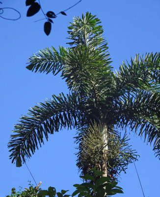 Black Palm (Normanbya normanbyi)