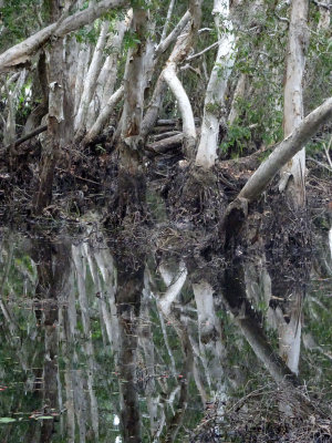 inside the swamp forest