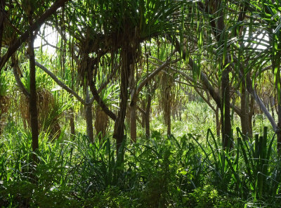 coastal freshwater swamp