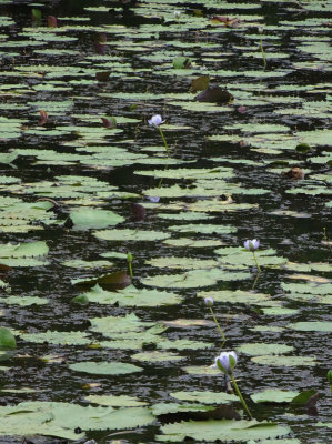 water lilies