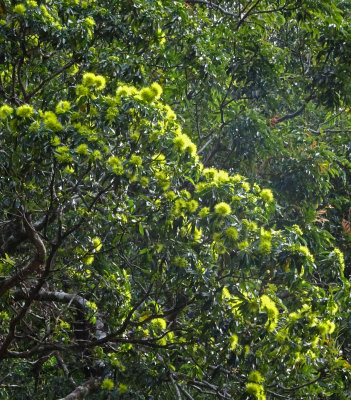 Golden Penda (Xanthostemon chrysanthus)