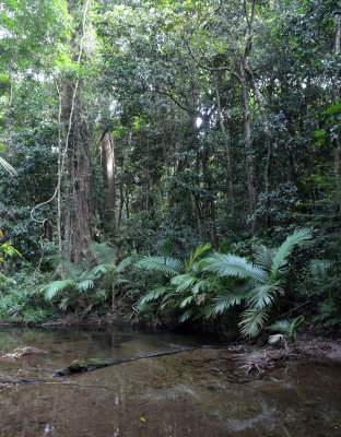 rainforest stream