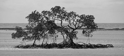 mangrove & reef