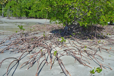Stilt-rooted Mangrove (Rhizophora sp)