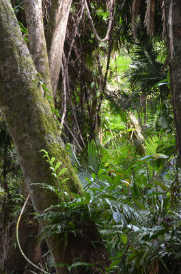 Daintree rainforest