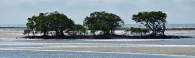 mangroves & reef