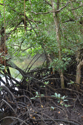 Noah Creek mangroves