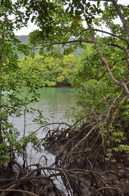 Noah Creek & mangroves