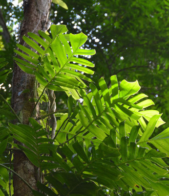 Native Monsteria (Epipremnum pinnatum)