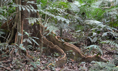rainforest buttress roots