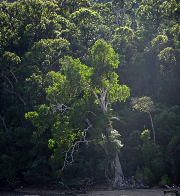 paperbark