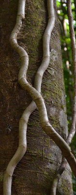 rainforest climbers