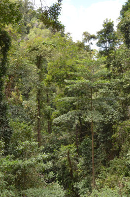 Kirrama Range rainforest