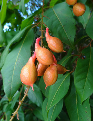 Red Bell Mischocarp (Mischocarpus exangulatus)