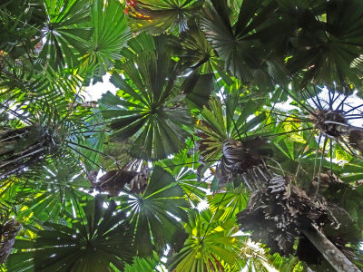 Mission Beach Fan-palm (Licuala ramsayi)