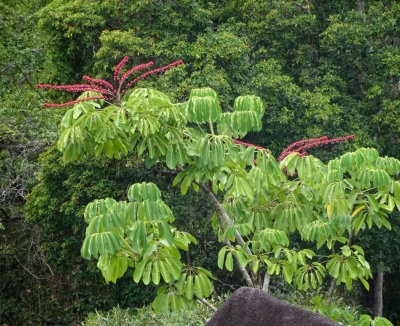 Umbrella Tree (Schefflera actinophylla)