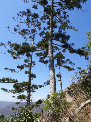 Hoop Pine (Araucaria cunninghamii)