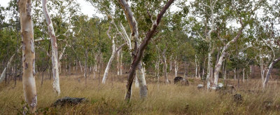 Poplar Gum (Eucalyptus platyphylla) woodland