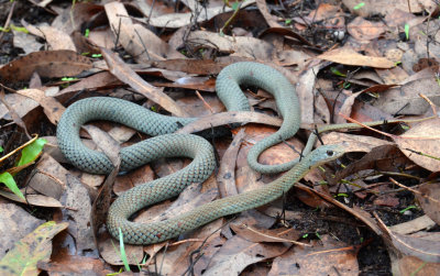 Yellow-faced Whip-snake (Demansia psammophis)