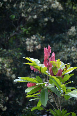 Rose Tamarind (Arytera divaricata)