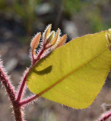 Leichhardt's Yellowjacket (Corymbia leichhardtii)