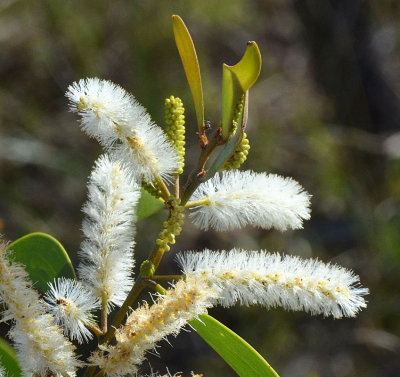 4970 Flat-stem Wattle (Acacia calyculata).jpg