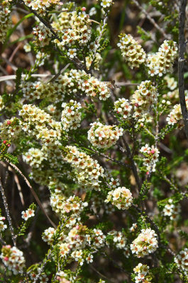 Delicate Heath-myrtle (Micromyrtus delicata)