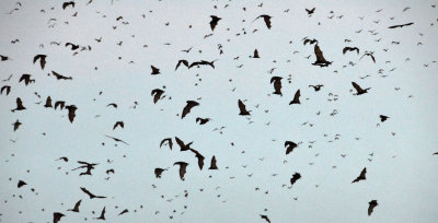 Little Red Flying-foxes