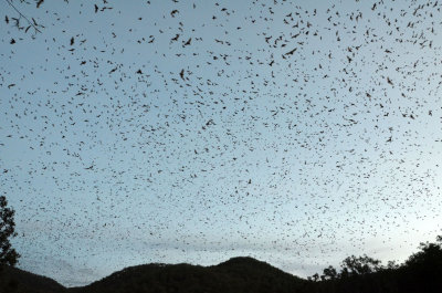 Little Red Flying-foxes