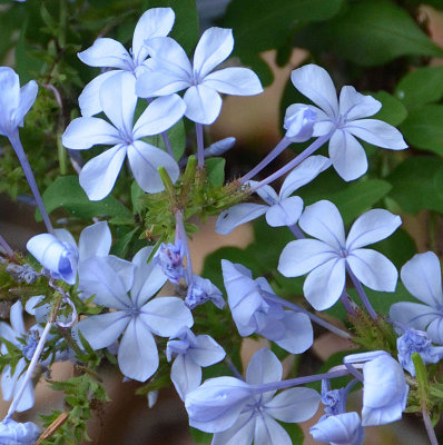 Cape Leadwort (Plumbago auriculata)