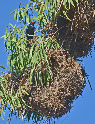 Metallic Starling at nest