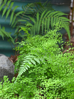 fernery
