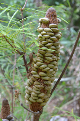 Hairpin Banksia (Banksia spinulosa)