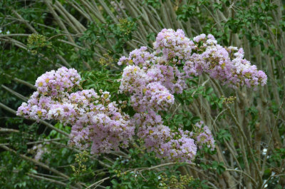 Crepe Myrtle (Lagerostroemia sp)