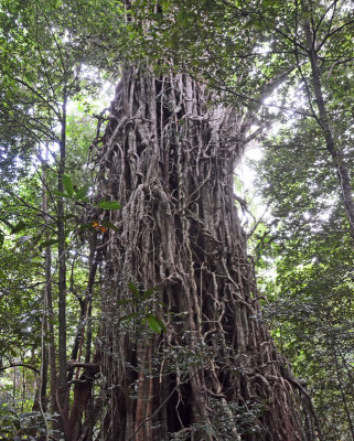 giant fig tree