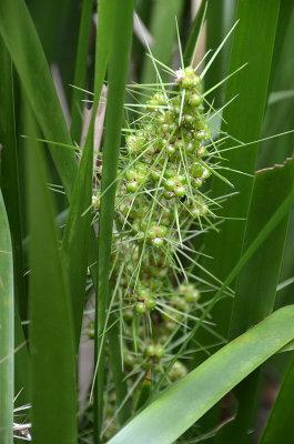 Creek Mat-rush (Lomandra hystrix)