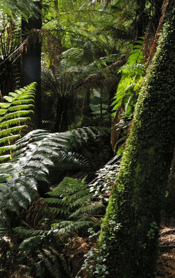 ferns & more