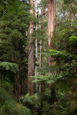 Mountain Ash