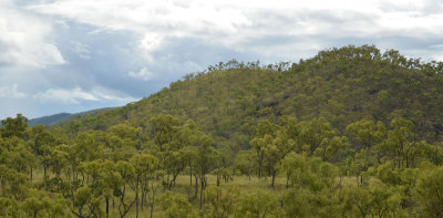 savanna landscape