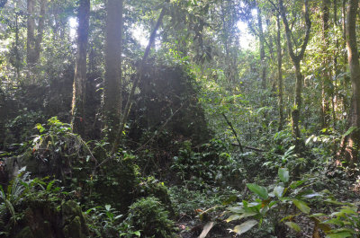 Mulu rainforest