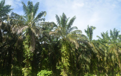 Oil Palm plantation