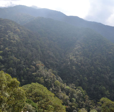 montane rainforest landscape
