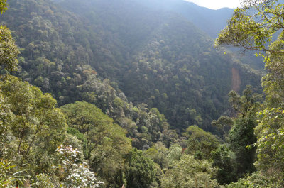 montane rainforest landscape