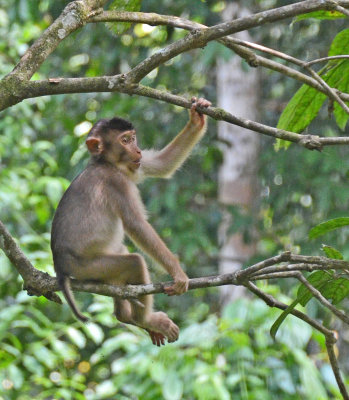 young Pig-tailed Macaque