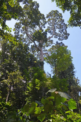 dipterocarp forest